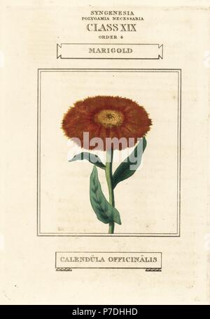 Souci, Calendula officinalis. La gravure sur cuivre coloriée après une illustration par Richard Duppa de son les classes et les ordres du système linnéen de botanique, Longman, Hurst, Londres, 1816. Banque D'Images