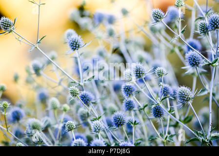 Fleurs de chardon fleur en jardin, l'été, journée ensoleillée, Szczecin. Banque D'Images