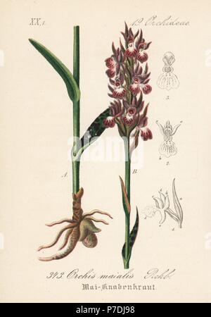 Western marsh orchid, Dactylorhiza majalis (Orchis majalis). Lithographie coloriée de Diederich von Schlechtendal's German Flora (Flora von Deutschland), Iéna, 1871. Banque D'Images