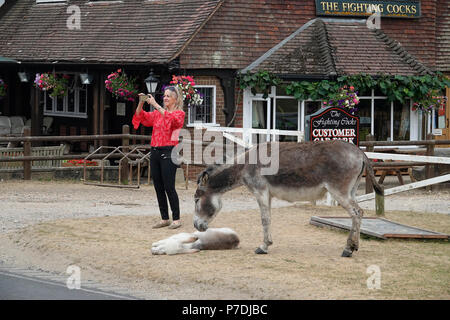 4 juillet, 2018 Godshill, Hampshire, Royaume-Uni. Prend des photos touristiques de l'emblématique Nouvelle Forêt 'poneys' et les ânes à leur lieu de prédilection en dehors de la Fig Banque D'Images