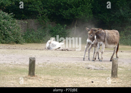 4 juillet, 2018 Godshill, Hampshire, Royaume-Uni. New Forest emblématique 'pony' enchante dans un bain de poussière dans la chaleur d'un été Anglais particulièrement chaud à leur f Banque D'Images