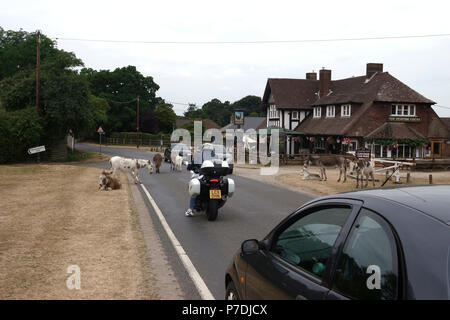 4 juillet, 2018 Godshill, Hampshire, Royaume-Uni. Nouvelle Forêt errer dans la salle de bains privative et d'arrêter le trafic routier à proximité de leur lieu de prédilection en dehors de la lutte Co Banque D'Images