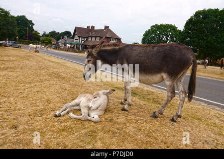 4 juillet, 2018 Godshill, Hampshire, Royaume-Uni. Nouvelle Forêt âne lèche son bébé comme ils vous détendre sur le roadfside près de leur lieu de prédilection en dehors de la figh Banque D'Images