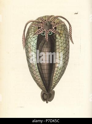 Le calmar de Humboldt, Dosidicus gigas (Balloon la seiche, Sepia tunicata). Illustration dessiné et gravé par Richard Nodder Sciences. Coloriée à la gravure sur cuivre de George Shaw et Frederick Nodder's Le Naturalist's Miscellany, Londres, 1802. Banque D'Images