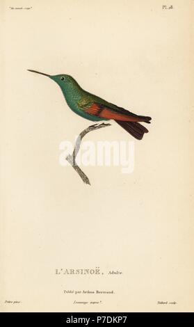 Amazilia beryllina Berylline hummingbird, (Ornismya arsinoe). Mâle adulte. Gravure coloriée par Coutant après une illustration par Jean-Gabriel pretre de René Primevère Lesson's Histoire naturelle de l'espèce de Colibri Colibris, Histoire naturelle des colibris, Arthus Bertrand, Paris, 1830. Banque D'Images