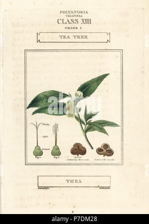 L'arbre de thé, Camellia sinensis (Thea bohea). La gravure sur cuivre coloriée après une illustration par Richard Duppa de son les classes et les ordres du système linnéen de botanique, Longman, Hurst, Londres, 1816. Banque D'Images