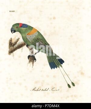 Raquette à mante dorée-queue, Prioniturus platurus (Racket-tailed parrot). Dessiné et gravé sur cuivre coloriée par John Latham à partir de sa propre une Histoire générale des oiseaux, Winchester, en 1822. Banque D'Images