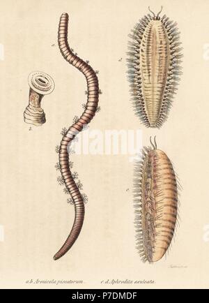 Lugworm, Arenicola marina (Arenicola piscatorum) et la mer, la souris Aphrodita aculeata. Lithographie coloriée par Gebhart après une illustration par Zehner de Georg Friedrich Treitschke's Galerie d'histoire naturelle, des Thierreiches Naturhistorischer Bildersaal, Leipzig, 1842. Banque D'Images