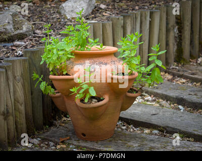 Jardin en pleine croissance menthe, Mentha sachalinensis, dans un pot de fraises dans un petit jardin. Banque D'Images