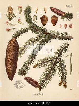 L'épinette de Norvège (Picea abies, Picea excelsa). Chromolithographie après une illustration botanique par Walther Hermann Muller d'Adolph Koehler's Plantes médicinales, sous la direction de Gustav Pabst, Koehler, Allemagne, 1887. Banque D'Images