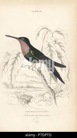 Fork-tailed woodnymph, Thalurania furcata (Violet à queue fourchue, humminbird furcatus Trochilus). Gravure coloriée par William Lizars de Sir William Jardine's Naturalist's Library : Ornithologie : Colibris, Édimbourg, W.H. Lizars, 1834. Banque D'Images