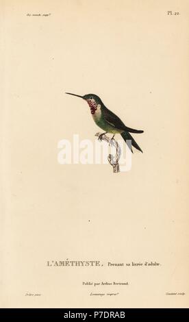 Woodstar Calliphlox amethystina, améthyste (Ornismya amethistina). Jeune adulte. Gravure coloriée par Coutant après une illustration par Jean-Gabriel pretre de René Primevère Lesson's Histoire naturelle de l'espèce de Colibri Colibris, Histoire naturelle des colibris, Arthus Bertrand, Paris, 1830. Banque D'Images