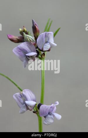 Vesce Vicia sepium, Bush Banque D'Images