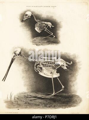 Squelette d'un Européen, robin Erithacus rubecula aux abords (Motacilla rubecula aux abords) et la bécassine des marais, Gallinago gallinago gallinago) Scollopax (Dr de Barclay's Museum, Édimbourg. La gravure sur cuivre par Edward Mitchell après une illustration anatomique par Robert Kaye Greville de John Barclay's une série de gravures du squelette humain, MacLachlan et Stewart, Édimbourg, 1824. Banque D'Images