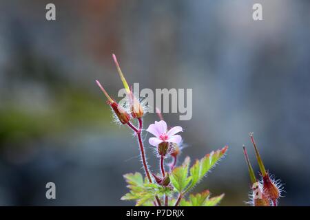 Blooming Herb Robert avec des graines Banque D'Images