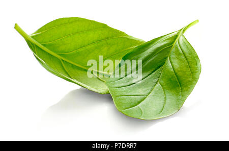 Feuilles de basilic frais ou de feuilles vertes, isolé sur fond blanc. Feuille de basilic isolés, des herbes fraîches. Banque D'Images