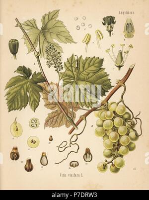 Avec des raisins de la vigne, Vitis vinifera. Chromolithographie après une illustration botanique par Walther Hermann Muller d'Adolph Koehler's Plantes médicinales, sous la direction de Gustav Pabst, Koehler, Allemagne, 1887. Banque D'Images