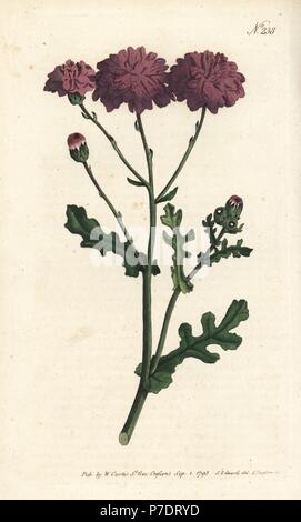 Le séneçon jacobée, pourpre ou Senecio elegans. La gravure sur cuivre coloriée par Sansom après une illustration par Sydenham Edwards rom William Curtis' Botanical Magazine, Londres, 1793. Banque D'Images