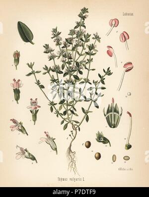 Jardin le thym, Thymus vulgaris. Chromolithographie après une illustration botanique par Walther Hermann Muller d'Adolph Koehler's Plantes médicinales, sous la direction de Gustav Pabst, Koehler, Allemagne, 1887. Banque D'Images