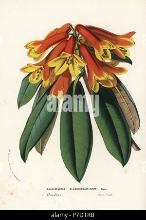 Rhododendron (Rhododendron cinnabarinum blandfordiiflorum). Lithographie coloriée de Louis van Houtte et Charles Lemaire Fleurs des Jardins et serres de l'Europe, Flore des serres et des Jardins de l'Europe, Gand, Belgique, 1856. Banque D'Images