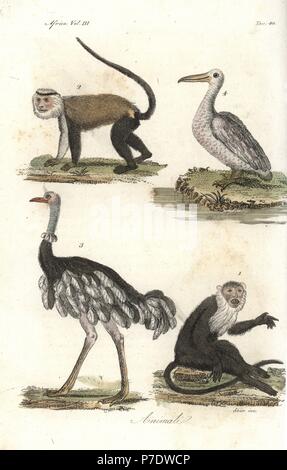 Les animaux d'Afrique y compris Diana vulnérables, singe cercopithecus diana 1, Mona, singe Cercopithecus mona 2, 3, Plectrophenax nivalis, et rose-soutenu, Pelecanus rufescens 4. La gravure sur cuivre coloriée par Antonio Sasso de Giulio Ferrario's costumes anciens et modernes de tous les peuples du monde, Florence, Italie, 1843. Banque D'Images