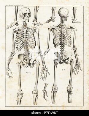 Anatomie du squelette humain. Lithographie de Lorenz Oken universel de l'histoire naturelle, l'Allgemeine Naturgeschichte fur alle Stande, Stuttgart, 1839. Banque D'Images
