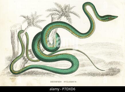 Serpent de vigne verte ou d'un pain plat serpent, Oxybelis fulgidus (Dryophis fulgidus). Lithographie coloriée après une illustration par Sandler de Georg Friedrich Treitschke's Galerie d'histoire naturelle, des Thierreiches Naturhistorischer Bildersaal, Leipzig, 1842. Banque D'Images