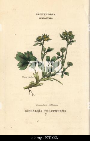 Sibbaldia Sibbaldia procumbens, rampante. La gravure sur cuivre coloriée après une illustration par Richard Duppa de son les classes et les ordres du système linnéen de botanique, Longman, Hurst, Londres, 1816. Banque D'Images