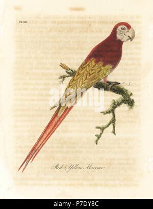 Ara, Ara macao (Ara rouge et jaune, Macrocercus aracanga). Dessiné et gravé sur cuivre coloriée par John Latham à partir de sa propre une Histoire générale des oiseaux, Winchester, en 1822. Banque D'Images