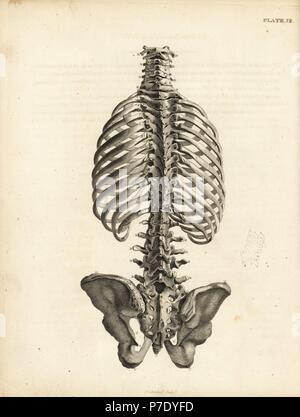 Vue arrière du tronc humain squelette y compris la colonne vertébrale, les côtes et le bassin. La gravure sur cuivre par Edward Mitchell après une illustration anatomique par Jean-Joseph Sue de John Barclay's une série de gravures du squelette humain, MacLachlan et Stewart, Édimbourg, 1824. Banque D'Images