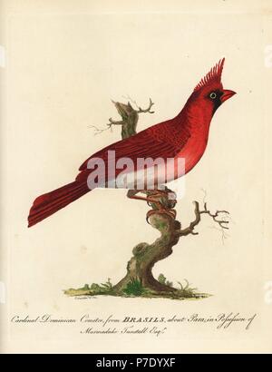 Longues observées cardinal rouge, Cardinalis cardinalis carneus (Crested cardinal, Loxia cucullata). République Dominicaine Cardinal Comiter de Brasils, à propos de Para, en possession de Marmaduke Tunstall. La gravure sur cuivre coloriée par Peter Brown, de ses nouvelles Illustrations de zoologie, B. White, Londres, 1776. Banque D'Images