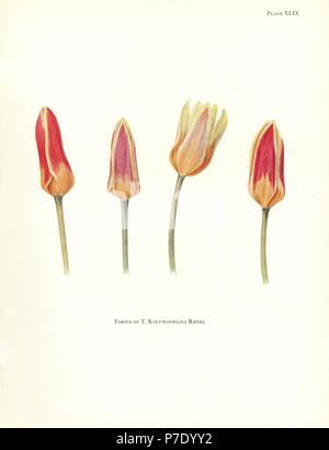 Formes de la tulipe, Tulipa kaufmanniana nénuphar. Sérigraphie illustration botanique par Elsie Katherine Digues de William R. digues' Notes sur les espèces de tulipes, Herbert Jenkins Ltd., Londres, 1930. Banque D'Images