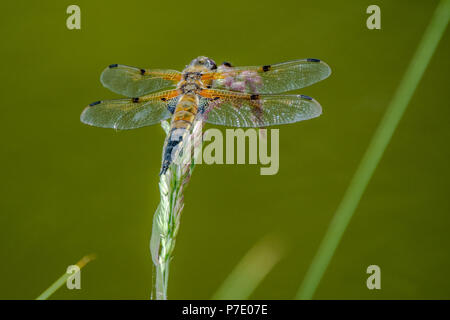 Libellule sur une tige de roseau photographié dans l'arboretum à Aubonne, Suisse Banque D'Images