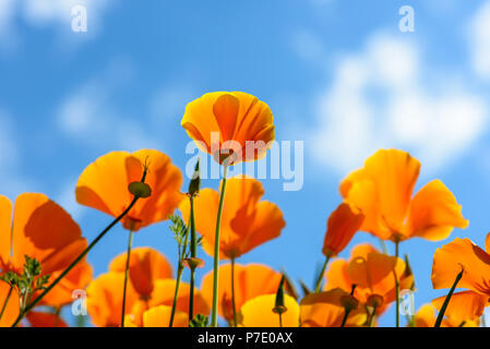 Coquelicots de Californie pour atteindre le ciel Banque D'Images