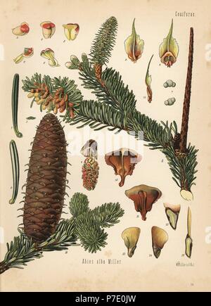 L'argent européen, sapin Abies alba. Chromolithographie après une illustration botanique par Walther Hermann Muller d'Adolph Koehler's Plantes médicinales, sous la direction de Gustav Pabst, Koehler, Allemagne, 1887. Banque D'Images