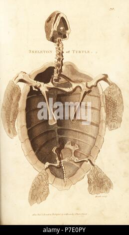 Squelette d'une tortue. La gravure sur cuivre coloriée par Heath après une illustration par George Shaw de son Général Zoologie, Amphibia, Londres, 1801. Banque D'Images