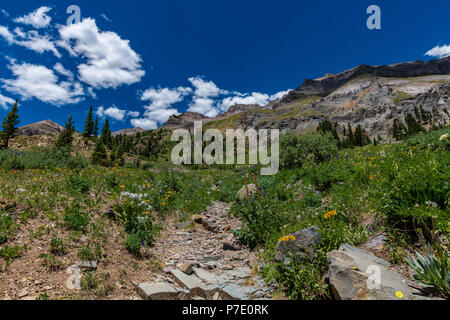 Grand vista donnant sur une prairie de montagne rempli de fleurs sauvages. Banque D'Images