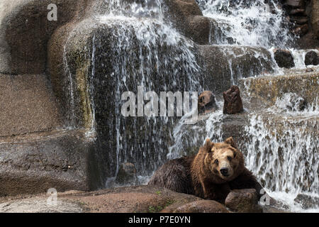 Varsovie, Pologne - 28 juin 2018 : ours brun dans Prague - Parc Parc Praski près du zoo de Varsovie, Pologne Banque D'Images