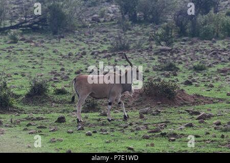 Éland commun (Taurotragus oryx). Motorogi Olare Conservancy, Masai Mara, Kenya, Afrique de l'Est Banque D'Images