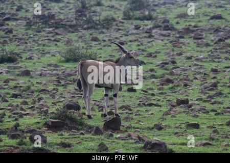 Éland commun (Taurotragus oryx). Motorogi Olare Conservancy, Masai Mara, Kenya, Afrique de l'Est Banque D'Images