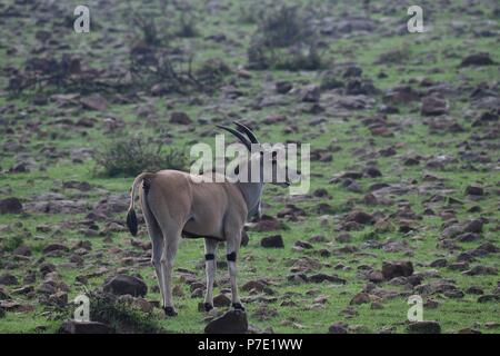 Éland commun (Taurotragus oryx). Motorogi Olare Conservancy, Masai Mara, Kenya, Afrique de l'Est Banque D'Images