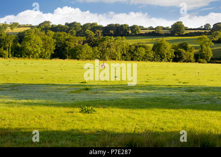 Mare et son poulain dans un jardin luxuriant domaine de County Waterford Irlande Banque D'Images