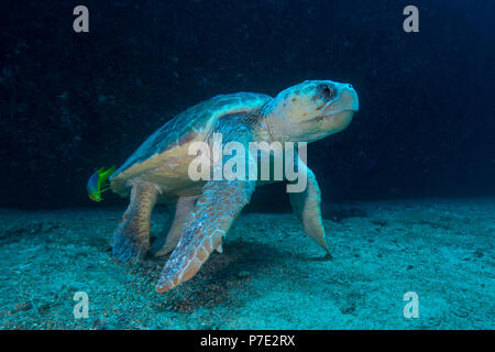 Grande Tortue caouanne est nettoyé de parasites par poisson, Isla Mujeres, Quintana Roo, Mexique Banque D'Images