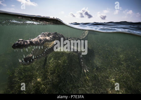 Crocodile (Crocodylus acutus) dans les eaux peu profondes montrant les dents, banques, Chinchorro Xcalak, Quintana Roo, Mexique Banque D'Images