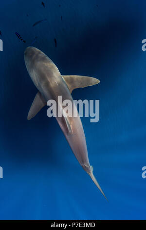 Le requin soyeux dans la Blue Water, Revillagigedo, Tamaulipas, Mexique Banque D'Images