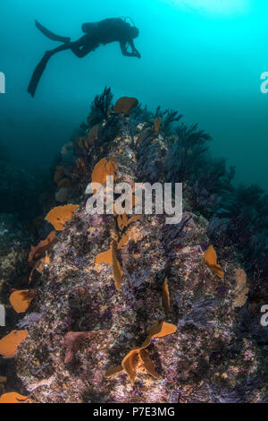 Diver nage au-dessus de coraux, Puerto Vallarta, Jalisco, Mexique Banque D'Images