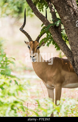 Portrait d'impala looking at camera, Chobe National Park, Botswana Banque D'Images