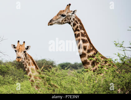 Portrait de girafes looking at camera, sur la route de l'Okavango Delta, Botswana Banque D'Images