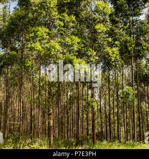 Lignes d'arbres forestiers dans la lumière du soleil, Afrique du Sud Banque D'Images