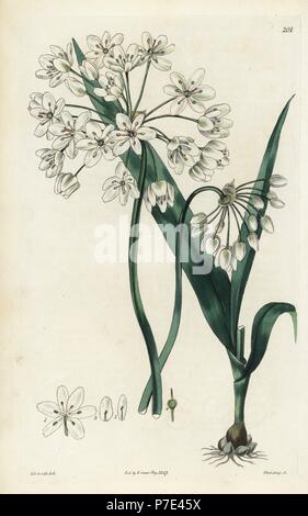 Naples ou l'ail, Allium neapolitanum moly napolitaine. Coloriée à la gravure sur cuivre de Weddell par après une illustration botanique par Edward Dalton Smith, de Robert Sweet's Les Britanniques Jardin de fleurs, Ridgeway, Londres, 1827. Banque D'Images